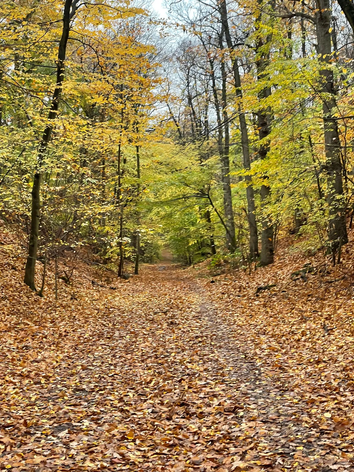 Large chemin forestier couvert de feuilles, sous des arbres aux couleurs d’automne, en forêt de Meudon