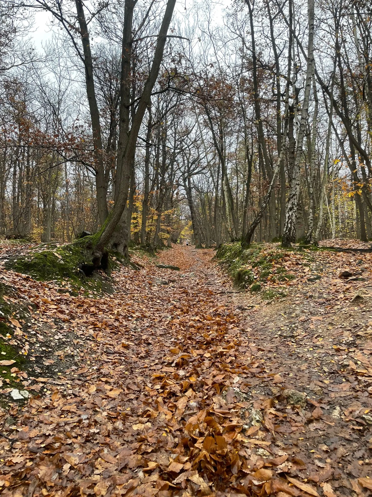 Sentier creux tapissé de feuilles mortes en forêt de Meudon